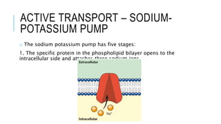 8. membrane transport