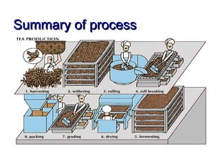 Know Your Tea | PPT
