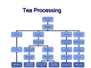 Know Your Tea | PPT