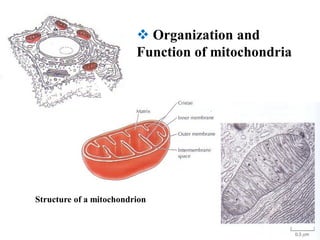 8. mitochondria - cell biology | PDF