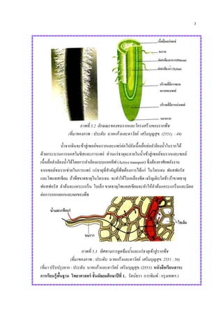 3
ภาพที่ 5.2 ลักษณะของขนรากและโครงสร้างของรากพืช
(ที่มาของภาพ : ประดับ นาคแก้วและดาวัลย์ เสริมบุญสุข. (2551). : 49)
น้าจากดินจะข้าสู่เซลล์ขนรากและแพร่ต่อไปยังเนื้อเยื่อท่อลาลียงน้าในรากได้
ด้วยกระบวนการออสโมซิสและการแพร่ ส่วนแร่ธาตุจะลายในน้าเข้าสู่เซลล์ขนรากและเซลล์
เนื้อเยื่อลาเลียงน้าได้โดยการลาเลียงแบบแอคทีฟ (Active transport) ซึ่งต้องอาศัยพลังงาน
จากเซลล์ขนรากช่วยในการแพร่ แร่ธาตุที่สาคัญที่พืชต้องการได้แก่ ไนโตรเจน ฟอสฟอรัส
และโพแทสเซียม ถ้าพืชขาดธาตุไนโตรเจน จะทาให้ใบเหลืองซีด เจริญเติบโตช้า ถ้าขาดธาตุ
ฟอสฟอรัส ลาต้นจะแคระแกร็น ใบเล็ก ขาดธาตุโพแทสเซียมจะทาให้ลาต้นแคระแกร็นและมีผล
ต่อการออกดอกและผลของพืช
ภาพที่ 5.3 ทิศทางการดูดซึมน้าและแร่ธาตุเข้าสู่รากพืช
(ที่มาของภาพ : ประดับ นาคแก้วและดาวัลย์ เสริมบุญสุข. 2551 : 50)
(ที่มา ปรับปรุงจาก : ประดับ นาคแก้วและดาวัลย์ เสริมบุญสุข. (2551). หนังสือเรียนสาระ
การเรียนรู้พื้นฐาน วิทยาศาสตร์ ชั้นมัธยมศึกษาปีที่ 1. รัตน์ธรา การพิมพ์ : กรุงเทพฯ.)
 