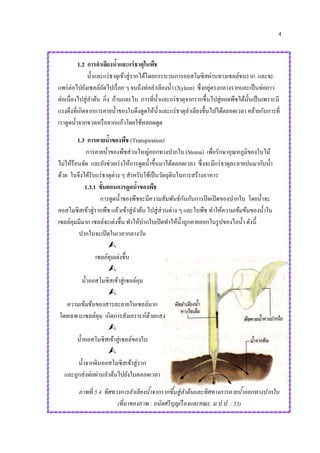 4
1.2 การลาเลียงน้าและแร่ธาตุในพืช
น้าและแร่ธาตุเข้าสู่รากได้โดยกระบวนการออสโมซิสผ่านทางเซลล์ขนราก และจะ
แพร่ต่อไปยังเซลล์ถัดไปเรื่อย ๆ จนถึงท่อลาเลียงน้า (Xylem) ซึ่งอยู่ตรงกลางรากและเป็นท่อยาว
ต่อเนื่องไปสู่ลาต้น กิ่ง ก้านและใบ การที่น้าและแร่ธาตุจากรากขึ้นไปสู่ยอดพืชได้นั้นเป็นเพราะมี
แรงดึงที่เกิดจากการคายน้าของใบดึงดูดให้น้าและแร่ธาตุลาเลียงขึ้นไปได้ตลอดเวลา คล้ายกับการที่
เราดูดน้าจากขวดหรือจากแก้วโดยใช้หลอดดูด
1.3 การคายน้าของพืช (Transpiration)
การคายน้าของพืชส่วนใหญ่ออกทางปากใบ (Stoma) เพื่อรักษาอุณหภูมิของใบไม้
ไม่ให้ร้อนจัด และยังช่วยเร่งให้การดูดน้าขึ้นมาได้ตลอดเวลา ซึ่งจะมีแร่ธาตุละลายปนมากับน้า
ด้วย ใบจึงได้รับแร่ธาตุต่าง ๆ สาหรับใช้เป็นวัตถุดิบในการสร้างอาหาร
1.3.1 ขั้นตอนการดูดน้าของพืช
การดูดน้าของพืชจะมีความสัมพันธ์กันกับการปิดเปิดของปากใบ โดยน้าจะ
ออสโมซิสเข้าสู่รากพืช แล้วเข้าสู่ลาต้น ไปสู่ส่วนต่าง ๆ และใบพืช ทาให้ความเข้มข้นของน้าใน
เซลล์คุมมีมาก เซลล์จะเต่งขึ้น ทาให้ปากใบเปิดทาให้น้าถูกคายออกในรูปของไอน้า ดังนี้
ปากใบจะเปิดในเวลากลางวัน

เซลล์คุมเต่งขึ้น

น้าออสโมซิสเข้าสู่เซลล์คุม

ความเข้มข้นของสารละลายในเซลล์มาก
โดยเฉพาะเซลล์คุม เกิดการสังเคราะห์ด้วยแสง

น้าออสโมซิสเข้าสู่เซลล์ของใบ

น้าจากดินออสโมซิสเข้าสู่ราก
และถูกส่งต่อผ่านลาต้นไปยังใบตลอดเวลา
ภาพที่ 5.4 ทิศทางการลาเลียงน้าจากรากขึ้นสู่ลาต้นและทิศทางการคายน้าออกทางปากใบ
(ที่มาของภาพ : ถนัดศรีบุญเรืองและคณะ. ม.ป.ป. : 55)
 