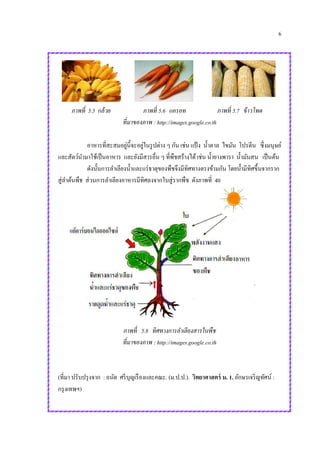 6
ภาพที่ 5.5 กล้วย ภาพที่ 5.6 แครอท ภาพที่ 5.7 ข้าวโพด
ที่มาของภาพ : http://images.google.co.th
อาหารที่สะสมอยู่นี้จะอยู่ในรูปต่าง ๆ กัน เช่น แป้ ง น้าตาล ไขมัน โปรตีน ซึ่งมนุษย์
และสัตว์นามาใช้เป็นอาหาร และยังมีสารอื่น ๆ ที่พืชสร้างได้เช่น น้ายางพารา น้ามันสน เป็นต้น
ดังนั้นการลาเลียงน้าและแร่ธาตุของพืชจึงมีทิศทางตรงข้ามกัน โดยน้ามีทิศขึ้นจากราก
สู่ลาต้นพืช ส่วนการลาเลียงอาหารมีทิศลงจากใบสู่รากพืช ดังภาพที่ 40
ภาพที่ 5.8 ทิศทางการลาเลียงสารในพืช
ที่มาของภาพ : http://images.google.co.th
(ที่มา ปรับปรุงจาก : ถนัด ศรีบุญเรืองและคณะ. (ม.ป.ป.). วิทยาศาสตร์ ม. 1. อักษรเจริญทัศน์ :
กรุงเทพฯ)
 