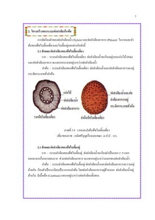 7
2. โครงสร้างของระบบท่อลาเลียงในพืช
การจัดเรียงตัวของท่อลาเลียงน้า (Xylem) และท่อลาเลียงอาหาร (Phloem) ในรากและลา
ต้นของพืชใบเลี้ยงเดี่ยวและใบเลี้ยงคู่แตกต่างกันดังนี้
2.1 ลักษณะท่อลาเลียงของพืชใบเลี้ยงเดี่ยว
ราก : ระบบลาเลียงของพืชใบเลี้ยงเดี่ยว ท่อลาเลียงน้าจะเรียงอยู่รอบแก่นไม้(Pith)
และท่อลาเลียงอาหาร จะแทรกกระจายอยู่ระหว่างท่อลาเลียงน้า
ลาต้น : ระบบลาเลียงของพืชใบเลี้ยงเดี่ยว ท่อลาเลียงน้าและท่อลาเลียงอาหารจะอยู่
กระจัดกระจายทั่วลาต้น
ภาพที่ 5.9 รากและลาต้นพืชใบเลี้ยงเดี่ยว
(ที่มาของภาพ : ถนัดศรีบุญเรืองและคณะ. ม.ป.ป. : 61)
2.1 ลักษณะท่อลาเลียงของพืชใบเลี้ยงคู่
ราก : ระบบลาเลียงของพืชใบเลี้ยงคู่ ท่อลาเลียงน้าจะเรียงตัวเป็นแฉก 2 -5 แฉก
ออกมาจากกึ่งกลางของราก ส่วนท่อลาเลียงอาหาร จะแทรกอยู่ระหว่างแฉกของท่อลาเลียงน้า
ลาต้น : ระบบลาเลียงของพืชใบเลี้ยงคู่ ท่อลาเลียงน้าและท่อลาเลียงอาหารจะรวมอยู่
ด้วยกัน เรียงตัวเป็นระเบียบเป็นวงรอบลาต้น โดยท่อลาเลียงอาหารอยู่ด้านนอก ท่อลาเลียงน้าอยู่
ด้านใน มีเนื้อเยื่อ (Cambium) แทรกอยู่ระหว่างท่อลาเลียงทั้งสอง
 