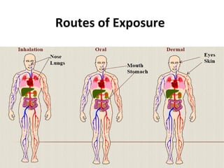 Routes of Exposure
9
 