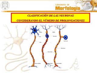 CLASIFICACIÓN DE LAS NEURONASCLASIFICACIÓN DE LAS NEURONAS
CONSIDERANDO EL NÚMERO DE PROLONGACIONESCONSIDERANDO EL NÚMERO DE PROLONGACIONES
 