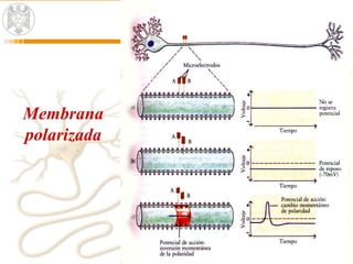 Membrana
polarizada
 