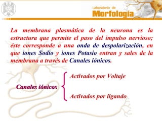 La membrana plasmática de la neurona es la
estructura que permite el paso del impulso nervioso;
éste corresponde a una onda de despolarización, en
que iones Sodio y iones Potasio entran y sales de la
membrana a través de Canales iónicos.
Canales iónicosCanales iónicos
Activados por Voltaje
Activados por ligando
 