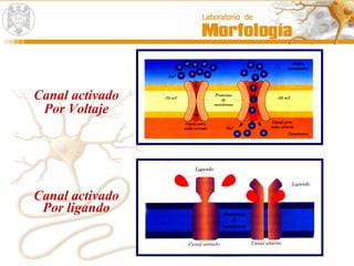 Canal activado
Por Voltaje
Canal activado
Por ligando
 
