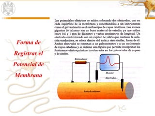 Forma de
Registrar el
Potencial de
Membrana
 