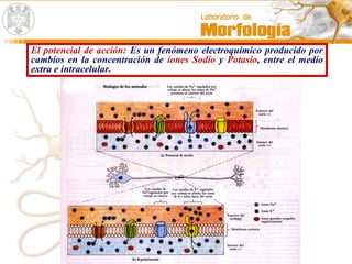 El potencial de acción: Es un fenómeno electroquímico producido por
cambios en la concentración de iones Sodio y Potasio, entre el medio
extra e intracelular.
 
