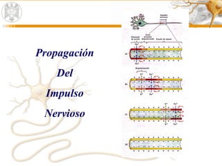 Propagación
Del
Impulso
Nervioso
 