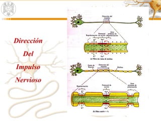 Dirección
Del
Impulso
Nervioso
 