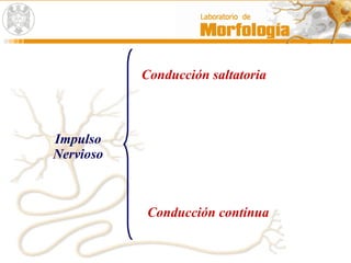Impulso
Nervioso
Conducción saltatoria
Conducción contínua
 