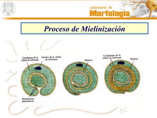 Proceso de Mielinización
 