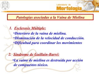 Patologías asociadas a la Vaina de Mielina
1. Esclerosis Múltiple:
•Deterioro de la vaina de mielina.
•Disminución de la velocidad de conducción.
•Dificultad para coordinar los movimientos
2. Síndrome de Guillain-Barré:
•La vaina de mielina es destruída por acción
de compuestos tóxico.
 
