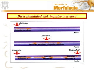 Direccionalidad del impulso nervioso
 