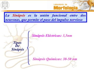 La Sinápsis es la unión funcional entre dos
neuronas, que permite el paso del impulso nervioso
Tipos
De
Sinápsis
Sinápsis Eléctricas: 3,5nm
Sinápsis Químicas: 30-50 nm
 