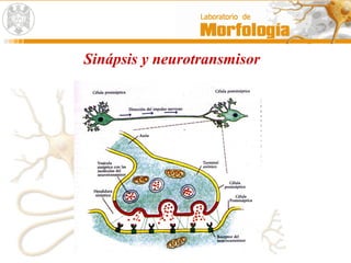 Sinápsis y neurotransmisor
 