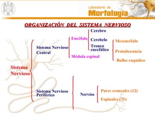 ORGANIZACIÓN DEL SISTEMA NERVIOSOORGANIZACIÓN DEL SISTEMA NERVIOSO
Sistema
Nervioso
Sistema Nervioso
Central
Encéfalo
Cerebro
Cerebelo
Tronco
encefálico Protuberancia
Mesencéfalo
Bulbo raquídeo
Sistema Nervioso
Periférico Nervios
Espinales (31)
Pares craneales (12)
Médula espinal
 