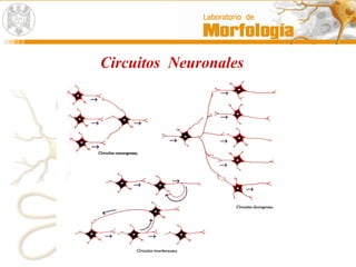 Circuitos Neuronales
 