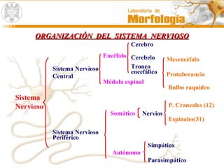 ORGANIZACIÓN DEL SISTEMA NERVIOSOORGANIZACIÓN DEL SISTEMA NERVIOSO
Sistema
Nervioso
Sistema Nervioso
Central
Encéfalo
Cerebro
Cerebelo
Tronco
encefálico Protuberancia
Mesencéfalo
Bulbo raquídeo
Sistema Nervioso
Periférico
Somático Nervios
Espinales(31)
P. Craneales (12)
Autónomo
Simpático
Parasimpático
Médula espinal
 