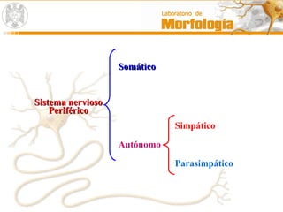 Sistema nerviosoSistema nervioso
PeriféricoPeriférico
SomáticoSomático
Autónomo
Simpático
Parasimpático
 