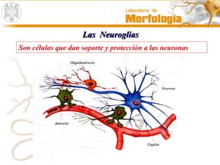 Las NeurogliasLas Neuroglias
Son células que dan soporte y protección a las neuronas
 