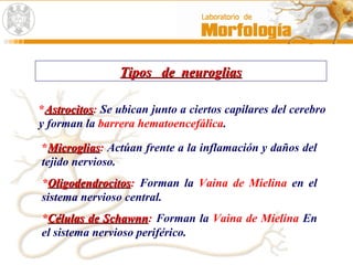 Tipos de neurogliasTipos de neuroglias
*AstrocitosAstrocitos: Se ubican junto a ciertos capilares del cerebro
y forman la barrera hematoencefálica.
*MicrogliasMicroglias: Actúan frente a la inflamación y daños del
tejido nervioso.
*OligodendrocitosOligodendrocitos: Forman la Vaina de Mielina en el
sistema nervioso central.
*Células de SchawnnCélulas de Schawnn: Forman la Vaina de Mielina En
el sistema nervioso periférico.
 