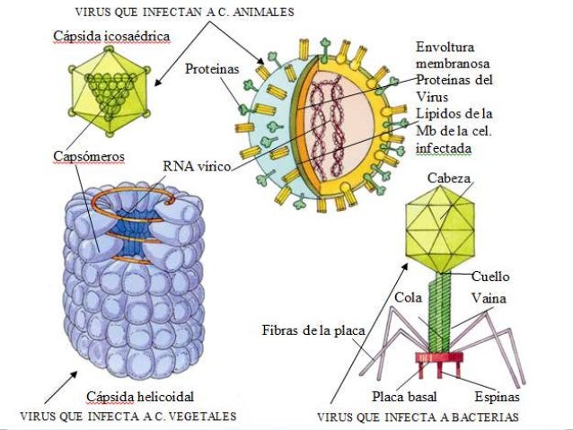 8. virus