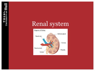 Comprehensive Overview of the Renal System and Kidney Function | PPTX
