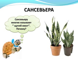 СансевьеруСансевьеру
многие называютмногие называют
‘’‘’ щучий хвостщучий хвост‘’‘’..
Почему?Почему?
 