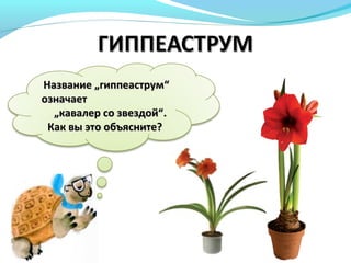 Название „гиппеаструм“Название „гиппеаструм“
означаетозначает
„кавалер со звездой“„кавалер со звездой“..
Как вы это объясните?Как вы это объясните?
 