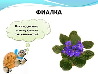 Как вы думаетеКак вы думаете,,
почемупочему фиалкафиалка
так называется?так называется?
 