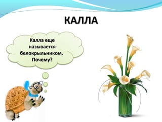 Калла ещеКалла еще
называетсяназывается
белокрыльникомбелокрыльником..
Почему?Почему?
 