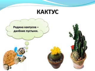 Родина кактусов –Родина кактусов –
далёкие пустынидалёкие пустыни..
 