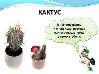 В пустыне жаркоВ пустыне жарко
и очень сухо, поэтомуи очень сухо, поэтому
кактус запасает водукактус запасает воду
в своих стебляхв своих стеблях..
 