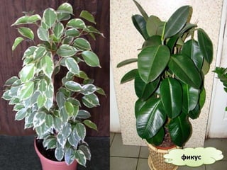 фикусфикус
 