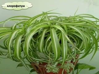 хлорофитумхлорофитум
 