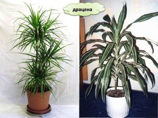 драценадрацена
 