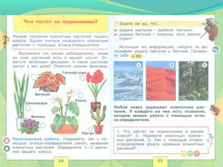 Что растёт на подоконнике