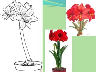 Что растёт на подоконнике