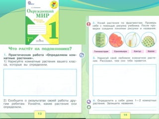 Что растёт на подоконнике