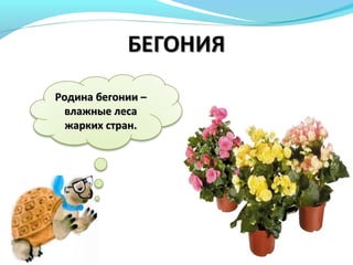Родина бегонии –Родина бегонии –
влажные лесавлажные леса
жарких стран.жарких стран.
 