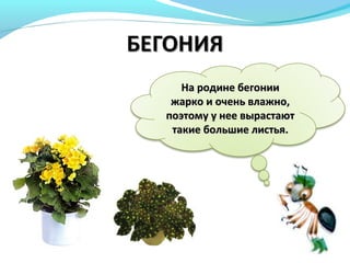 На родине бегонииНа родине бегонии
жарко и очень влажно,жарко и очень влажно,
поэтому у нее вырастаютпоэтому у нее вырастают
такие большие листья.такие большие листья.
 