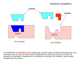 Los inhibidores competitivos son sustancias, muchas veces similares químicamente a los
sustratos, que se unen al centro activo impidiendo con ello que se una el sustrato. El
proceso es reversible y depende de la cantidad de sustrato y de inhibidor, pues ambos
compiten por la enzima.
Enzima
Enzima
sustrato
inhibidor
Sin inhibidor
con inhibidor
Inhibición competitiva
 