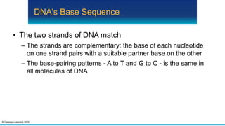 © Cengage Learning 2015
DNA's Base Sequence
• The two strands of DNA match
– The strands are complementary: the base of each nucleotide
on one strand pairs with a suitable partner base on the other
– The base-pairing patterns - A to T and G to C - is the same in
all molecules of DNA
 