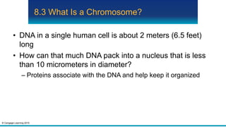 © Cengage Learning 2015
8.3 What Is a Chromosome?
• DNA in a single human cell is about 2 meters (6.5 feet)
long
• How can that much DNA pack into a nucleus that is less
than 10 micrometers in diameter?
– Proteins associate with the DNA and help keep it organized
 