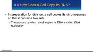 © Cengage Learning 2015
8.4 How Does a Cell Copy Its DNA?
• In preparation for division, a cell copies its chromosomes
so that it contains two sets
– The process by which a cell copies its DNA is called DNA
replication
 