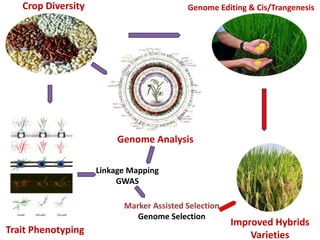 Crop Diversity
Improved Hybrids
VarietiesTrait Phenotyping
Genome Editing & Cis/Trangenesis
Genome Analysis
Linkage Mapping
GWAS
Marker Assisted Selection
Genome Selection
 
